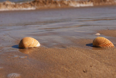 Close-up of seashell on beach