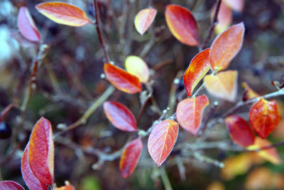 Close-up of red leaves on plant