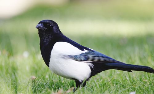 Close-up of a bird on field