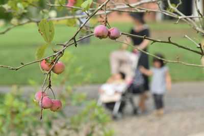 Fruits growing against mother walking with children in park