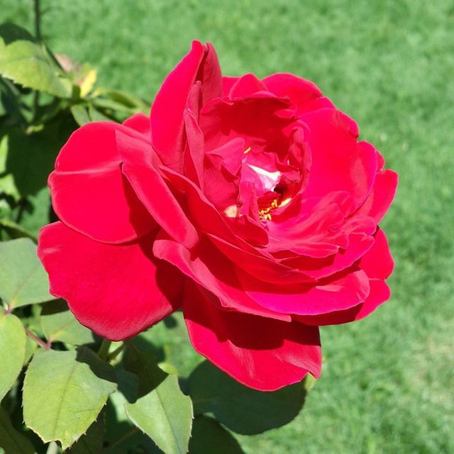 flower, petal, freshness, flower head, fragility, growth, beauty in nature, red, close-up, blooming, focus on foreground, rose - flower, nature, single flower, plant, in bloom, rose, field, leaf, park - man made space