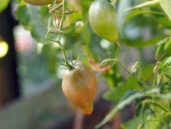 Close-up of fruit growing on tree