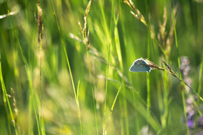 Close-up of insect on plant