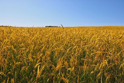 Scenic view of field against clear sky