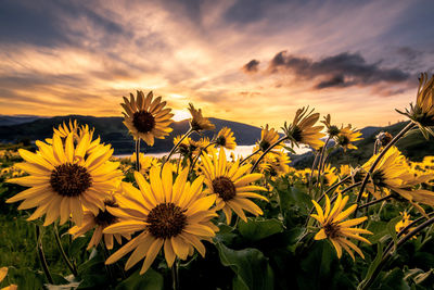 Close-up of yellow flowering plant on field against sky