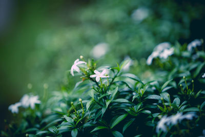 Close-up of flowering plant