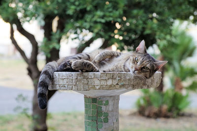 Cat sleeping on tree
