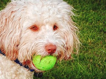 Close-up portrait of a dog