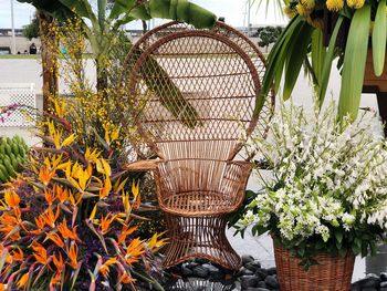 Close-up of potted plants in basket