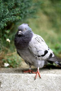 Portrait of the pigeon with green background