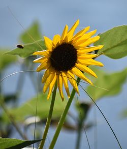 Close-up of yellow sunflower against sky