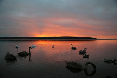 Swans swimming in lake against cloudy sky during sunset