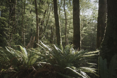 View of trees in forest