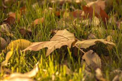 Close-up of lizard on grass