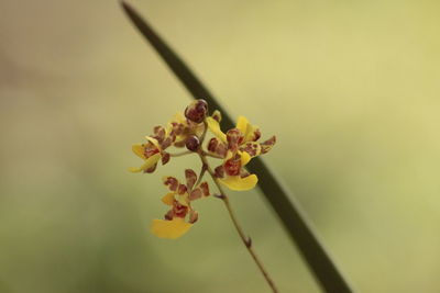 Close-up of yellow flower