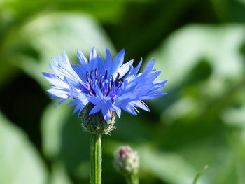 Close-up of purple flowering plant