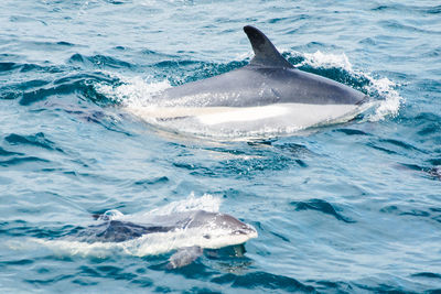 View of fish swimming in sea