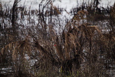 View of birds on snow covered land