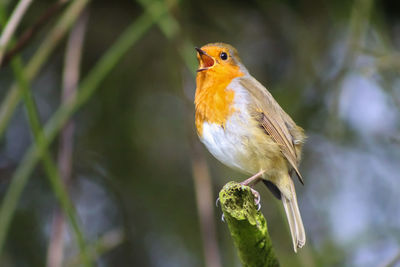 Close-up of bird perching outdoors