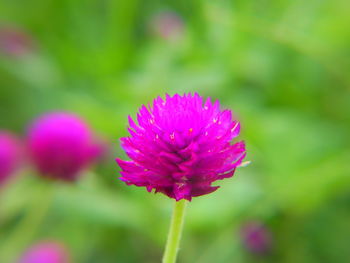 Close-up of pink flowering plant on field