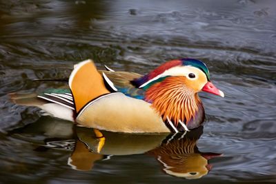 Duck swimming in lake