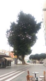 Trees against sky