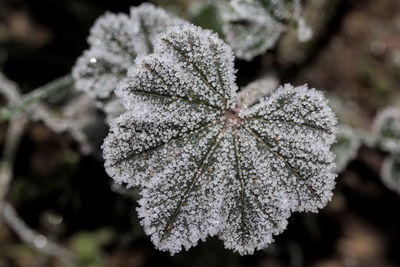 Close-up of frozen leaves