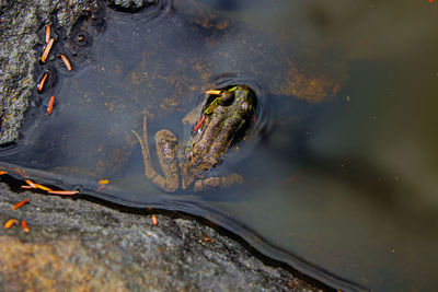 High angle view of turtle in water