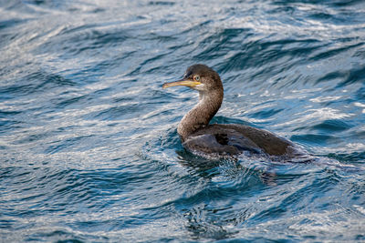 Duck swimming in sea