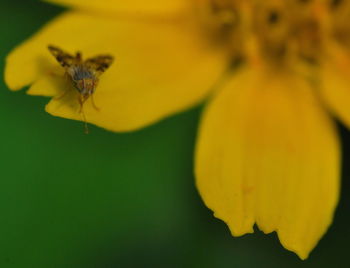 Close-up of insect on yellow flower