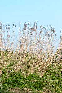 Plants growing on field against clear sky