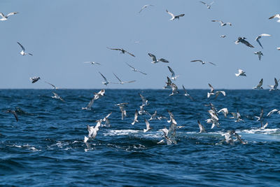 Seagulls flying over sea