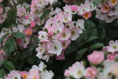 Close-up of pink cherry blossoms