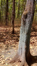 Close-up of lizard on tree trunk in forest