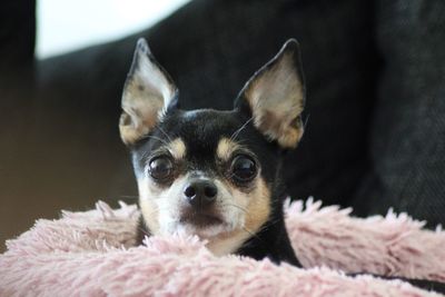 Coffee the chihuahua 