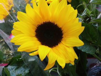 Close-up of sunflower