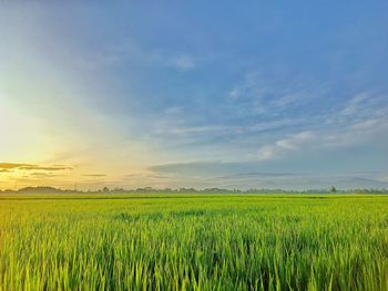 Scenic view of agricultural field against sky during sunset