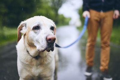 Low section of man with dog standing on wet road during rainy season