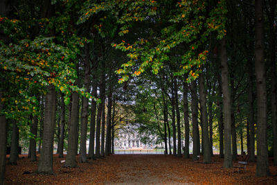 Trees in forest during autumn