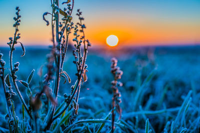 Close-up of plants against sea during sunset