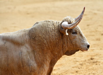 Close-up of a horse on field