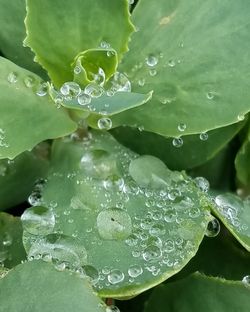 Close-up of water drops on leaf