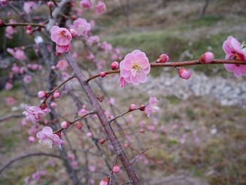 Close-up of pink flowers blooming on tree