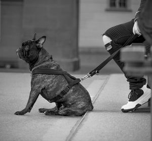 Low section of man with dogs