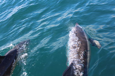 Fish swimming in sea