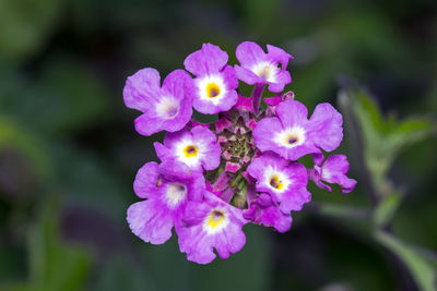 Close-up of honey bee on flowers