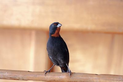 Close-up of bird perching on wood