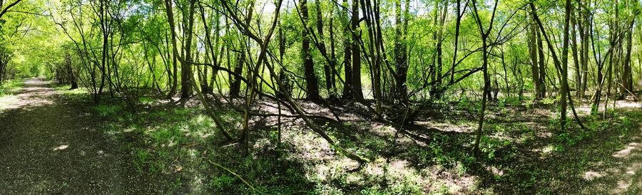 View of trees in forest