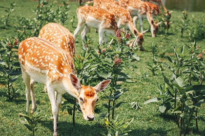 Deer standing in a field