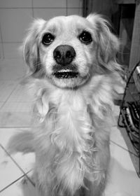 Close-up portrait of dog sitting on floor